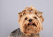 Qual Melhor Cachorro para Apartamento?